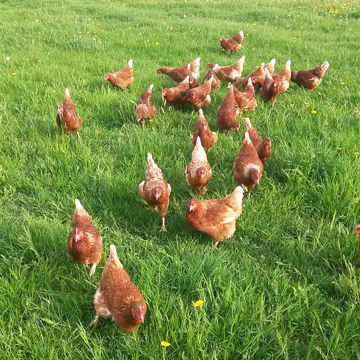 Hühner Eier aus Freilandhaltung